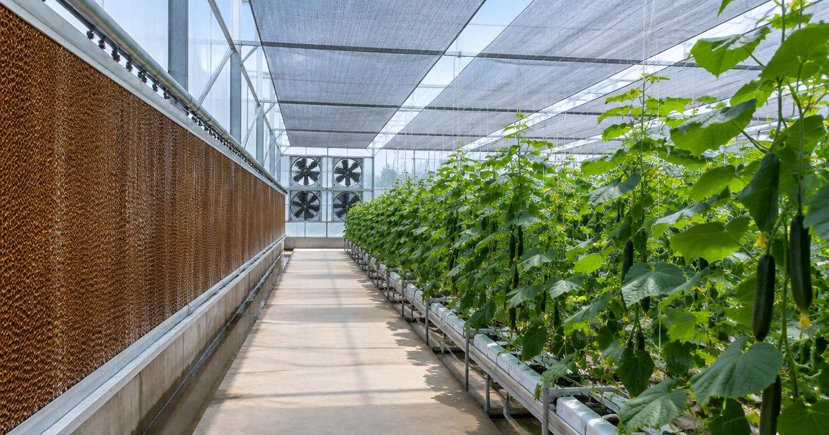 Evaporative cooling pad wall and exhaust fans on the gable end of a commercial greenhouse.
