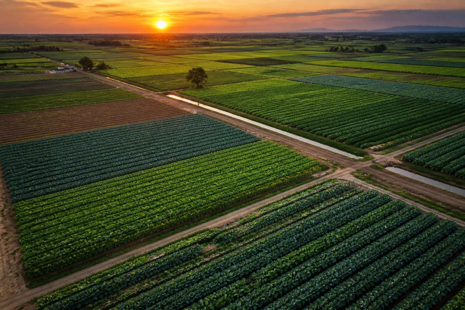 Aerial view of irrigated field crops
