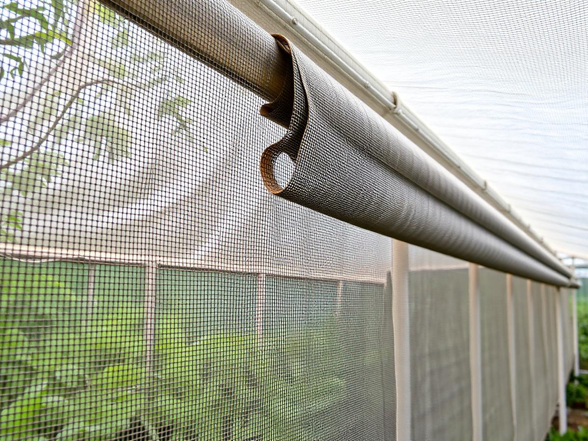 50-mesh insect screens on Beninese tropical greenhouse 50-mesh insect screens on Beninese tropical greenhouse