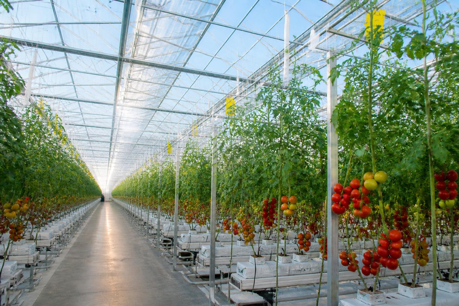 Modern commercial greenhouse with rows of tomato plants