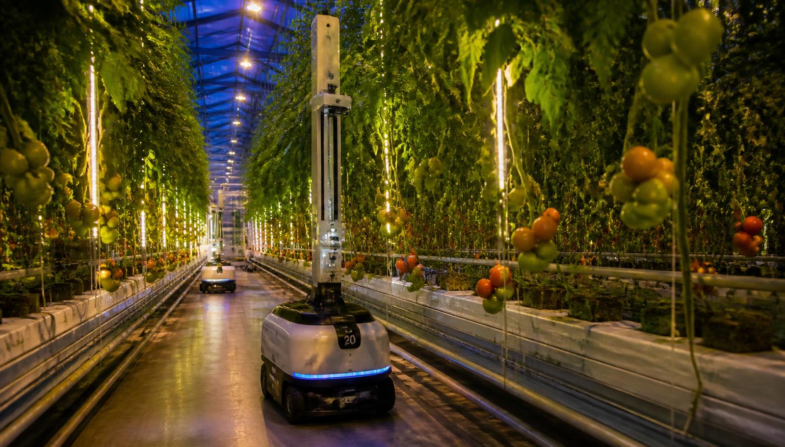 Autonomous crop-scouting robots moving between high-wire tomato rows inside a high-tech commercial greenhouse lit by LED interlighting